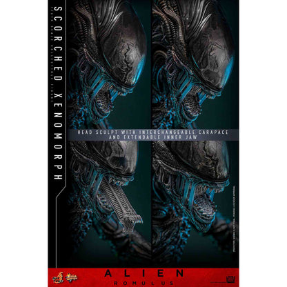 Hot Toys: Alien Romulus - Scorched Xenomorph - Movie Masterpiece - Actionfigur 1/6 - 44 cm